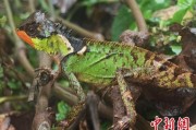 灌南云南南滚河保护区首次发现红唇棘蜥