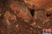 灌南江西发现蜘蛛新物种 为研究呵叻蛛属适应区域提供依据
