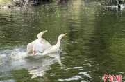 灌南吉林：罕见白鸬鹚连续两年“故地重游”