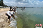 灌南云南江川举行增殖放流活动 逾54万尾鱼游入星云湖